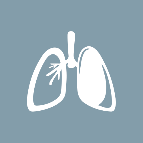 Lungs, bronchi, respiratory system