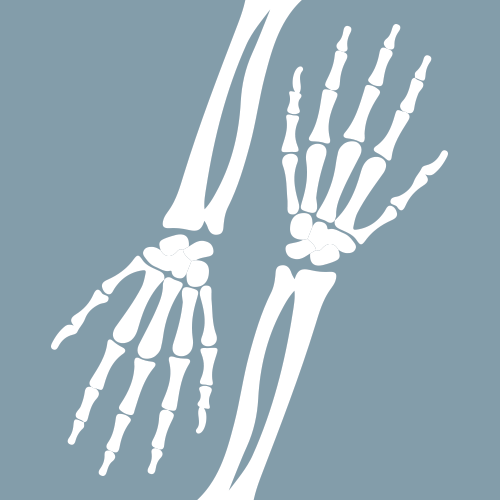 Bones, spine, vertebrae, cartilage, joint, rib cag